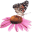 purple cone flvr